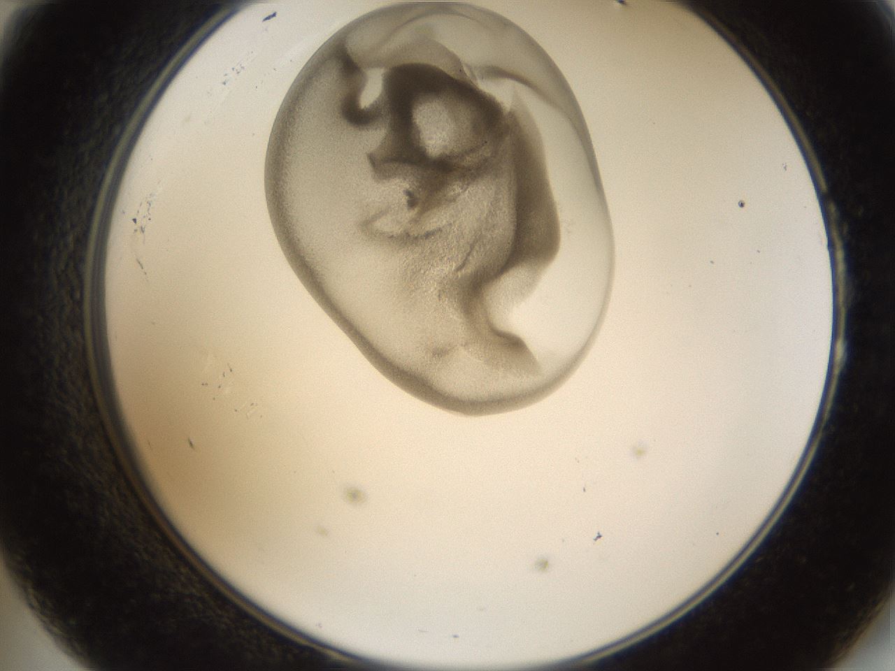 folderID157_plateID1157_batchID3210_wellNum47_profileID1_d2_r63484_ef.jpg
