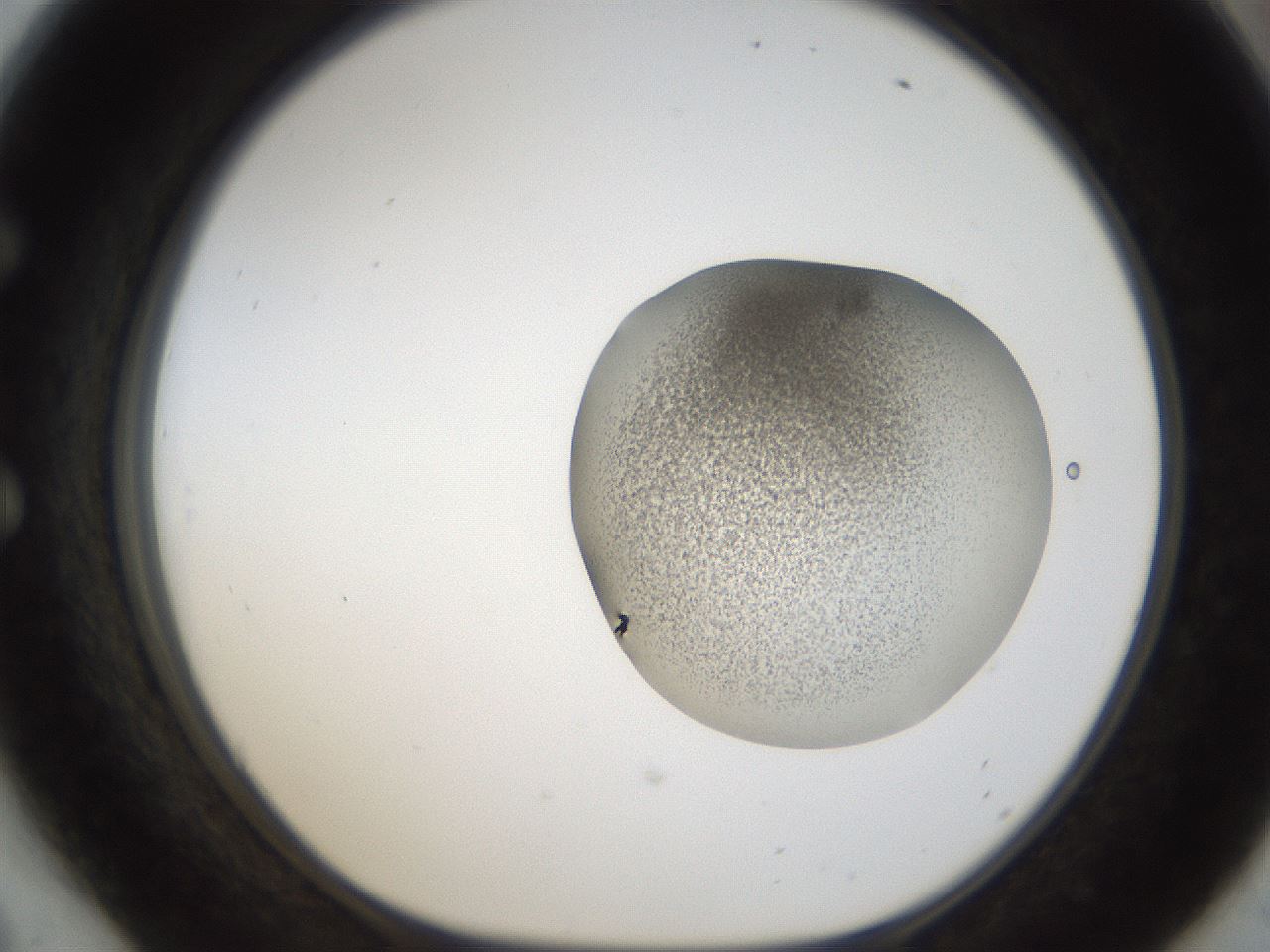 folderID157_plateID1157_batchID3210_wellNum54_profileID1_d1_r63497_ef.jpg