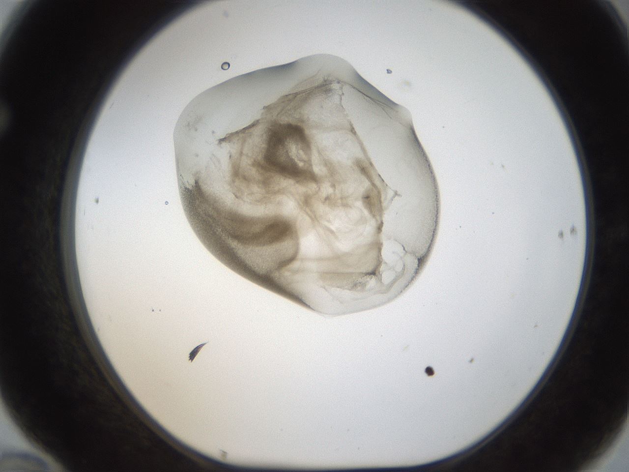 folderID157_plateID1157_batchID3210_wellNum70_profileID1_d1_r63529_ef.jpg