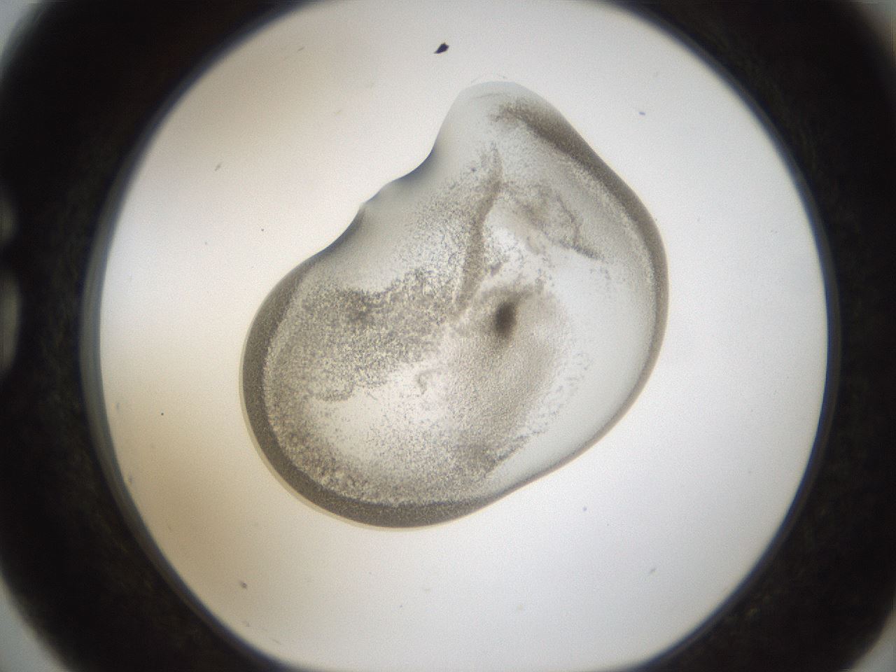 folderID157_plateID1157_batchID3210_wellNum75_profileID1_d1_r63539_ef.jpg