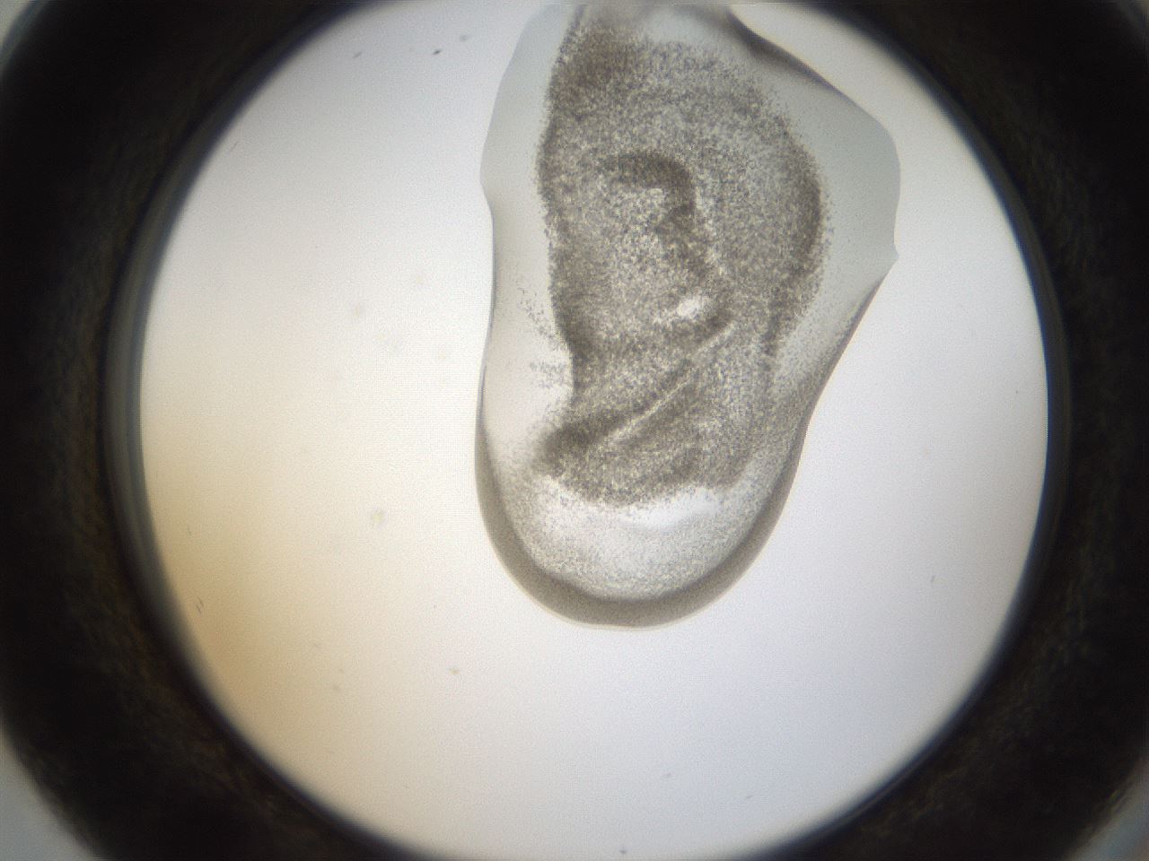 folderID157_plateID1157_batchID3210_wellNum80_profileID1_d2_r63550_ef.jpg