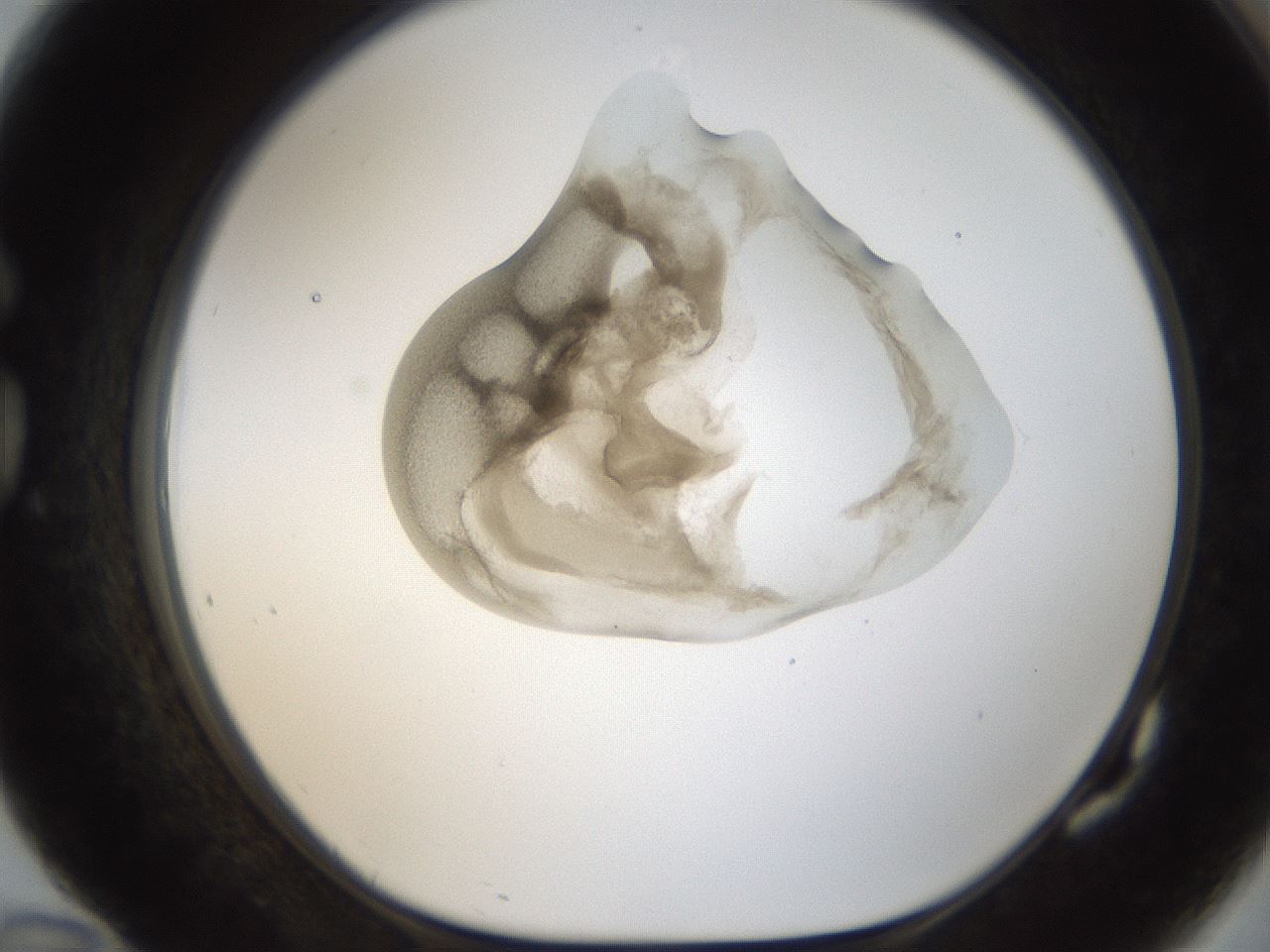 folderID157_plateID1157_batchID3210_wellNum82_profileID1_d1_r63553_ef.jpg