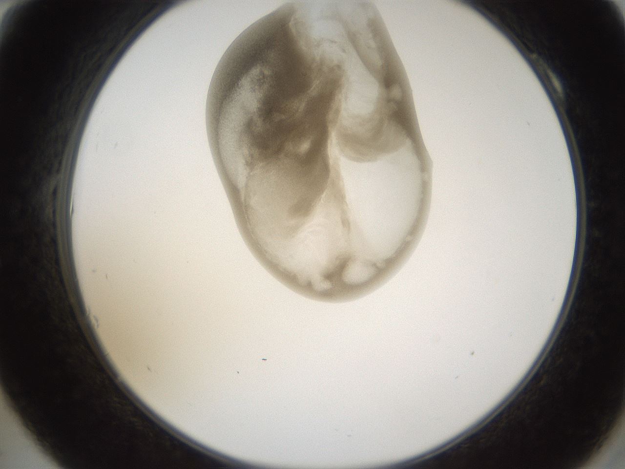 folderID158_plateID1158_batchID3207_wellNum10_profileID1_d2_r62834_ef.jpg