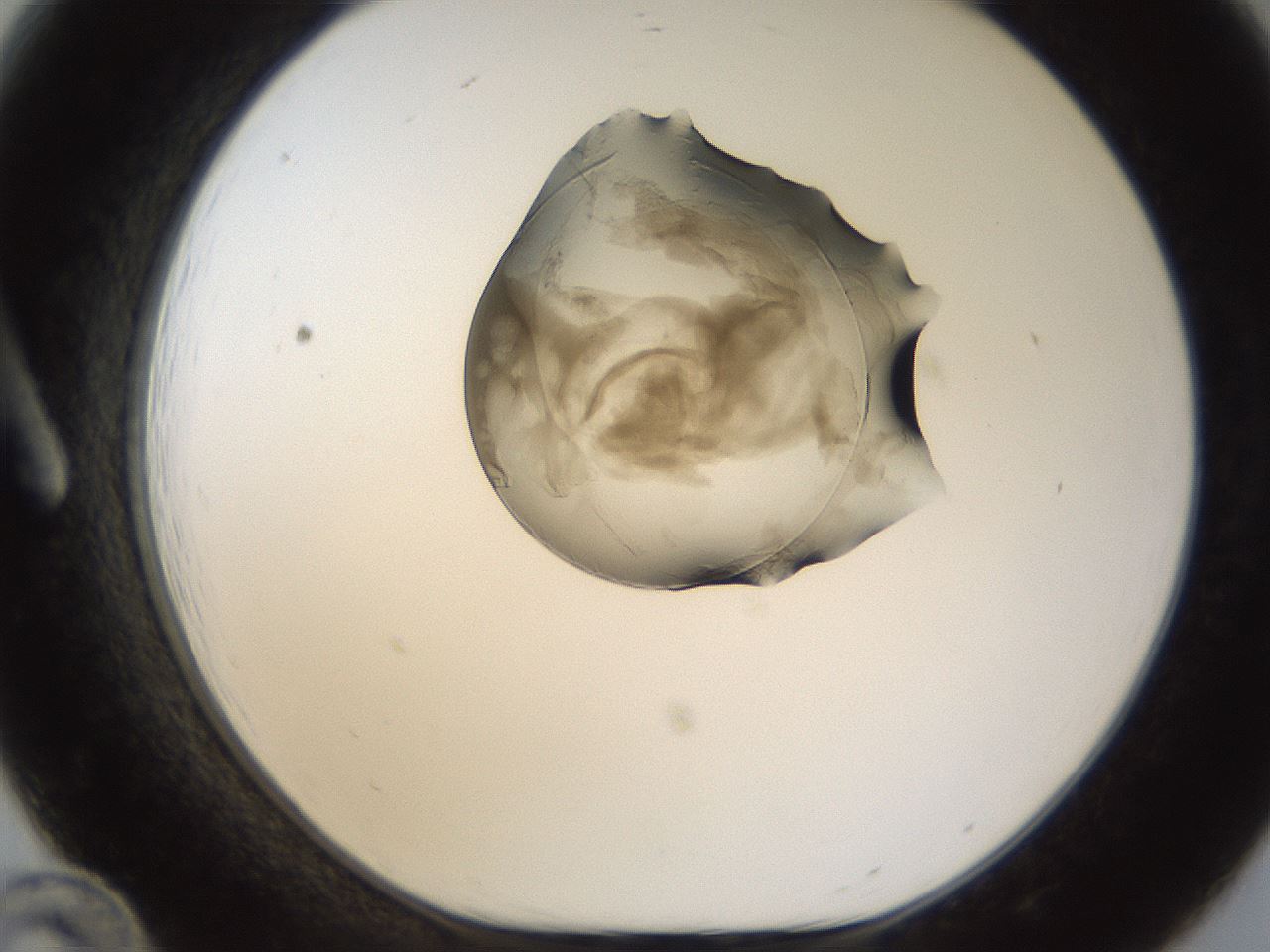 folderID158_plateID1158_batchID3207_wellNum12_profileID1_d1_r62837_ef.jpg
