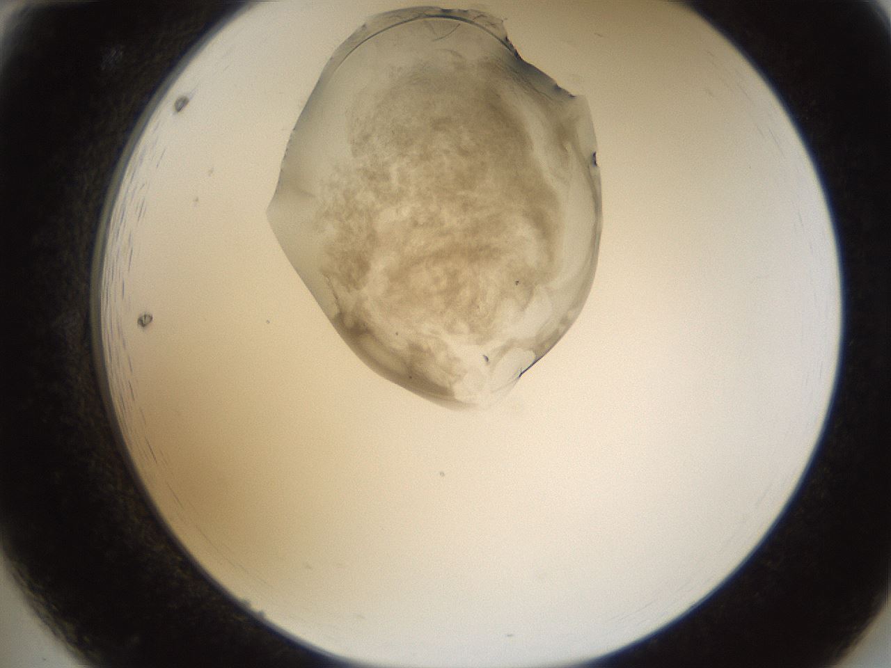folderID158_plateID1158_batchID3207_wellNum12_profileID1_d2_r62838_ef.jpg