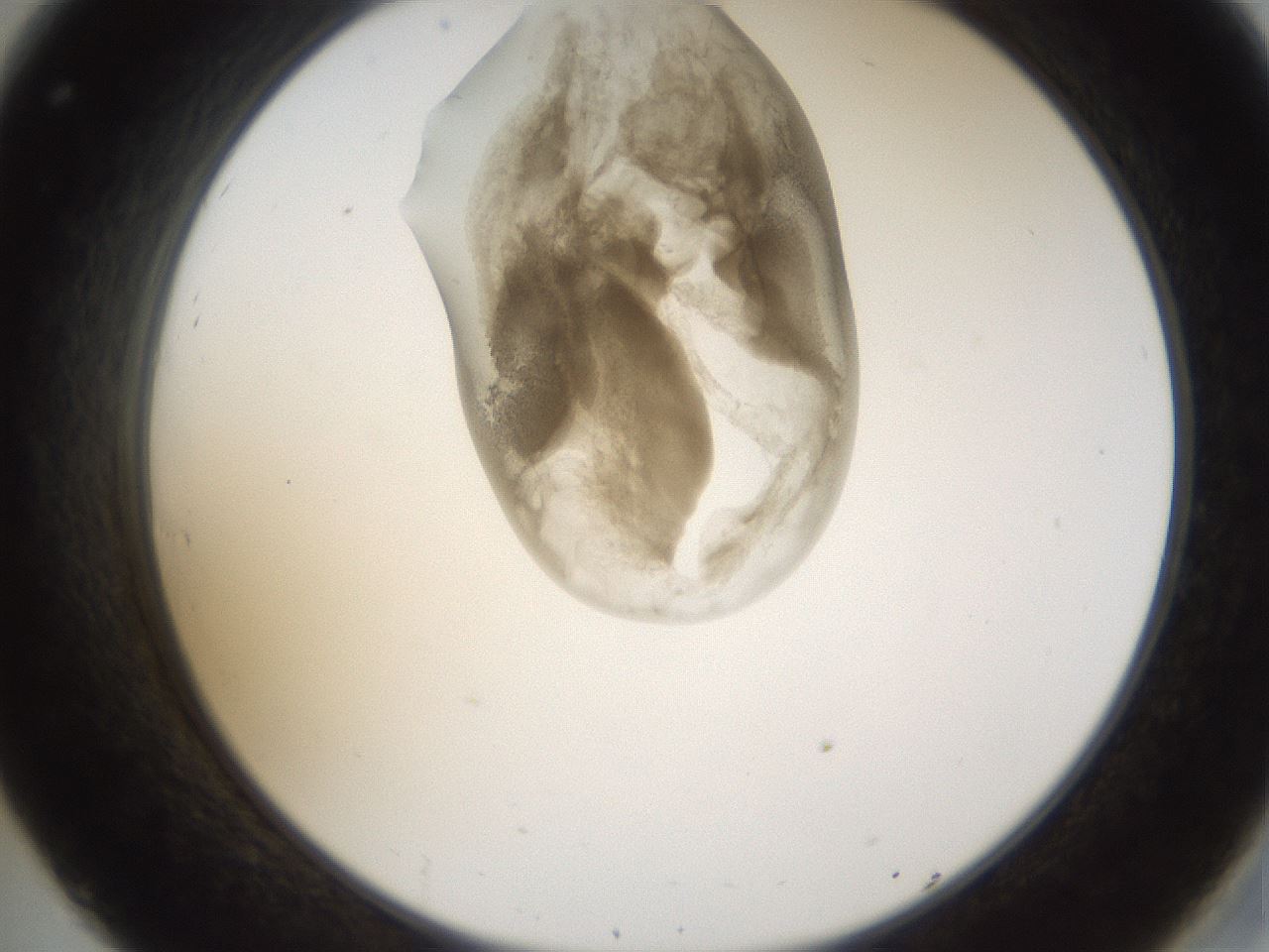 folderID157_plateID1157_batchID3210_wellNum32_profileID1_d2_r63454_ef.jpg