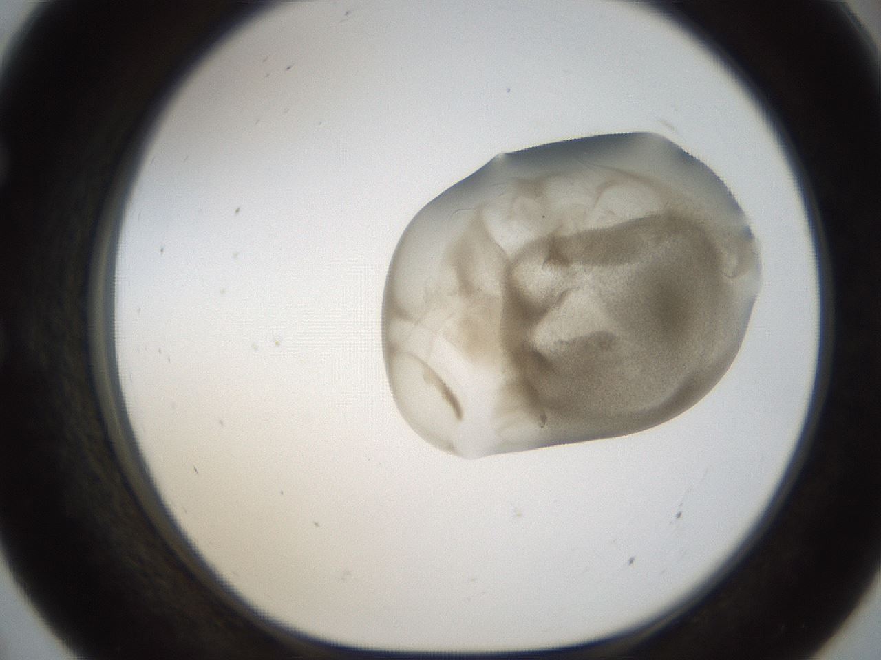 folderID157_plateID1157_batchID3210_wellNum55_profileID1_d1_r63499_ef.jpg