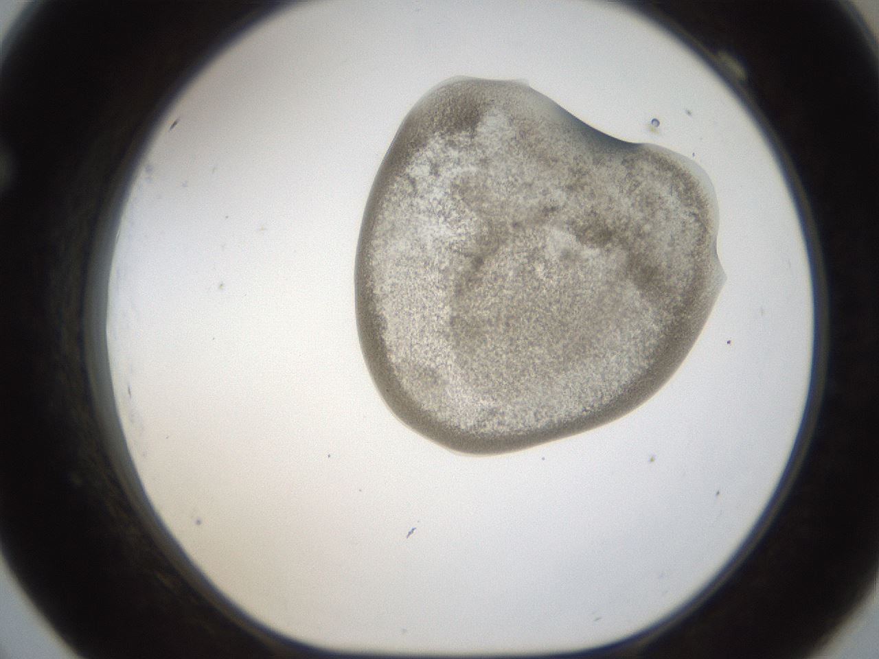 folderID157_plateID1157_batchID3210_wellNum69_profileID1_d1_r63527_ef.jpg