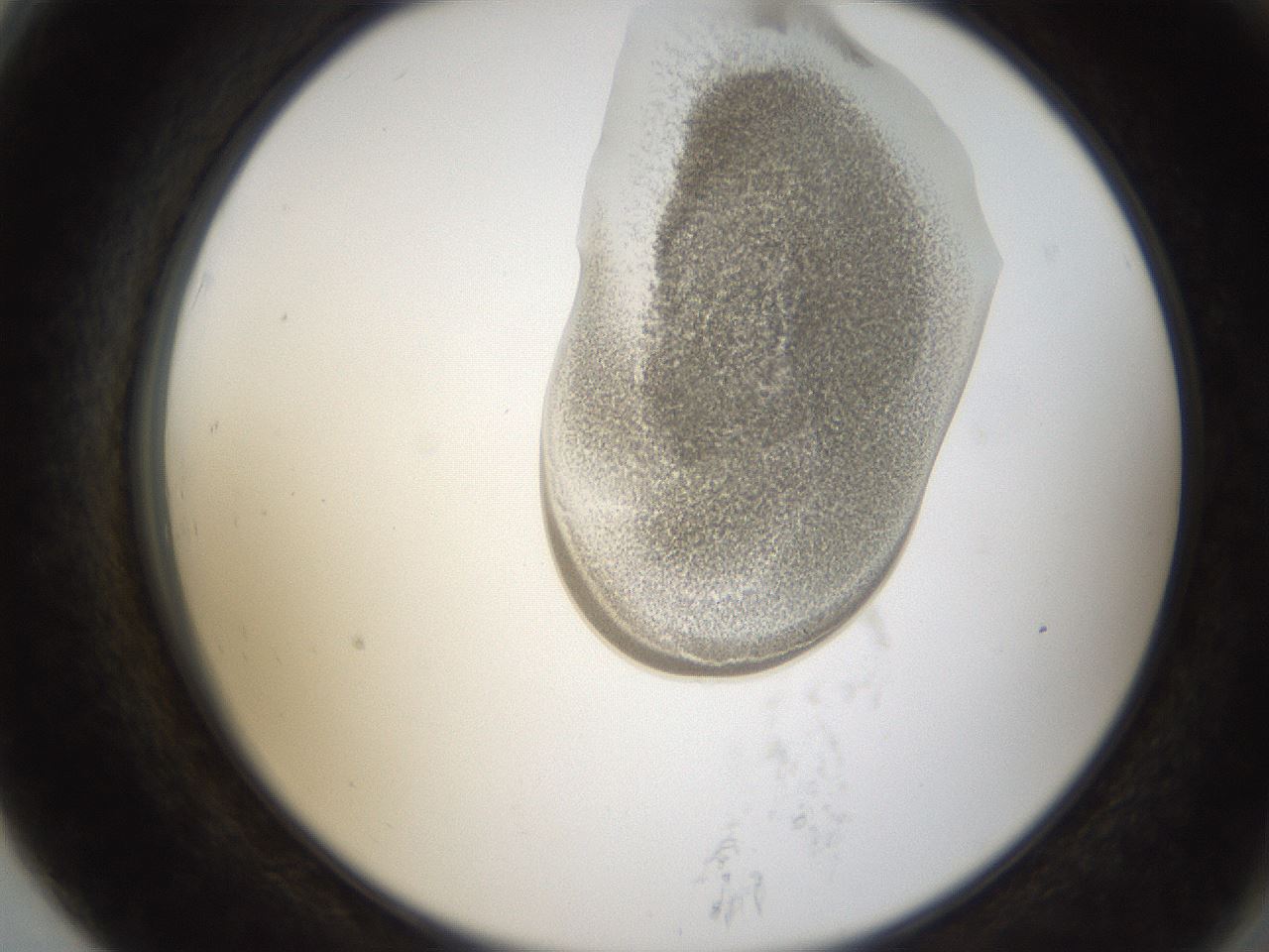 folderID157_plateID1157_batchID3210_wellNum79_profileID1_d2_r63548_ef.jpg