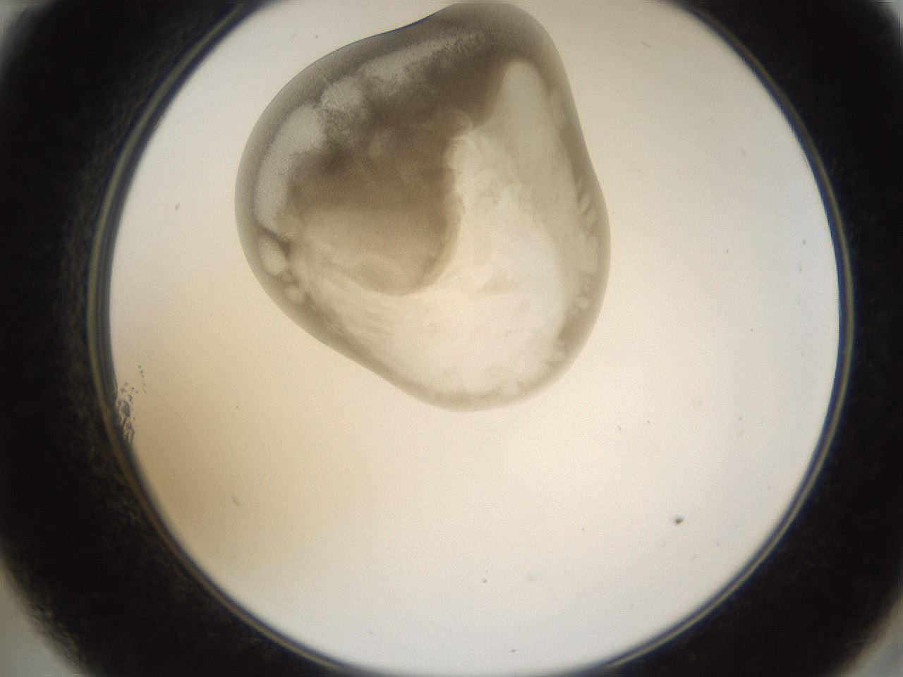 folderID158_plateID1158_batchID3207_wellNum11_profileID1_d2_r62836_ef.jpg