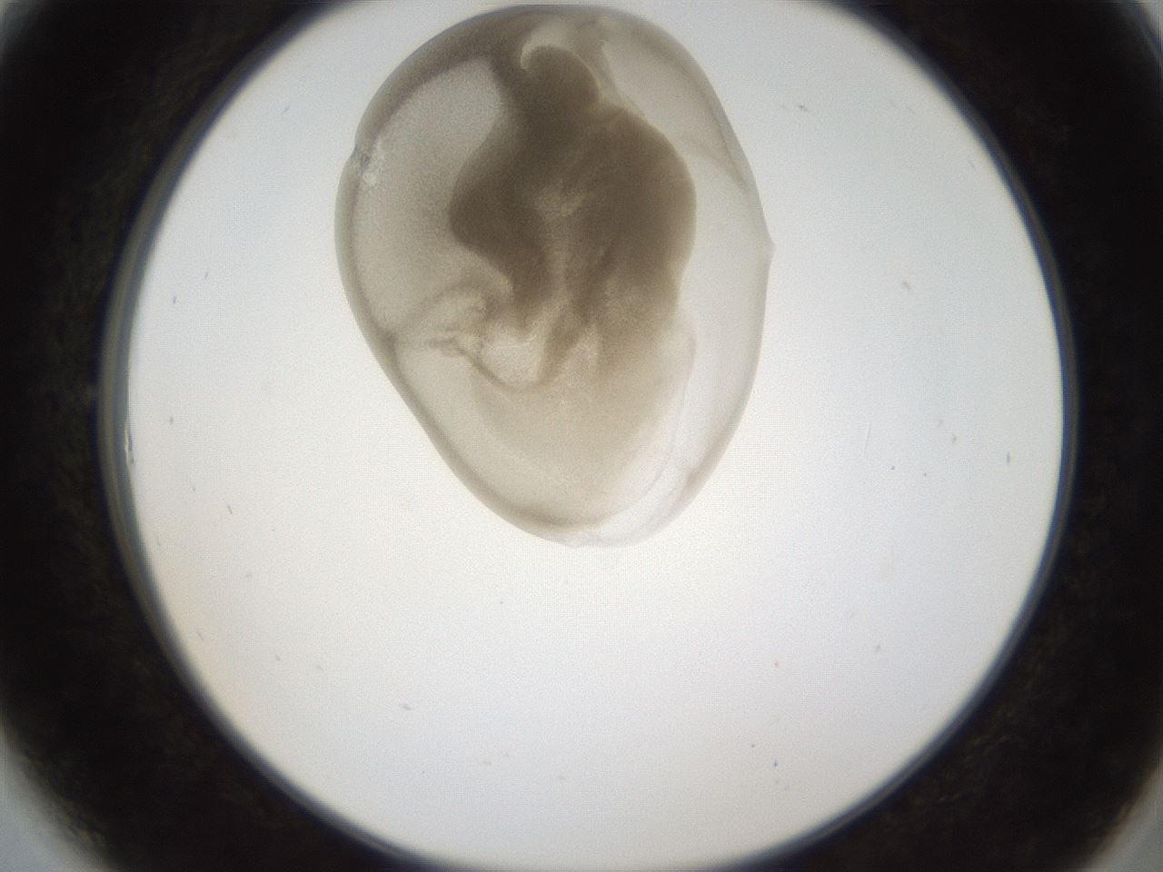 folderID158_plateID1158_batchID3207_wellNum6_profileID1_d2_r62826_ef.jpg