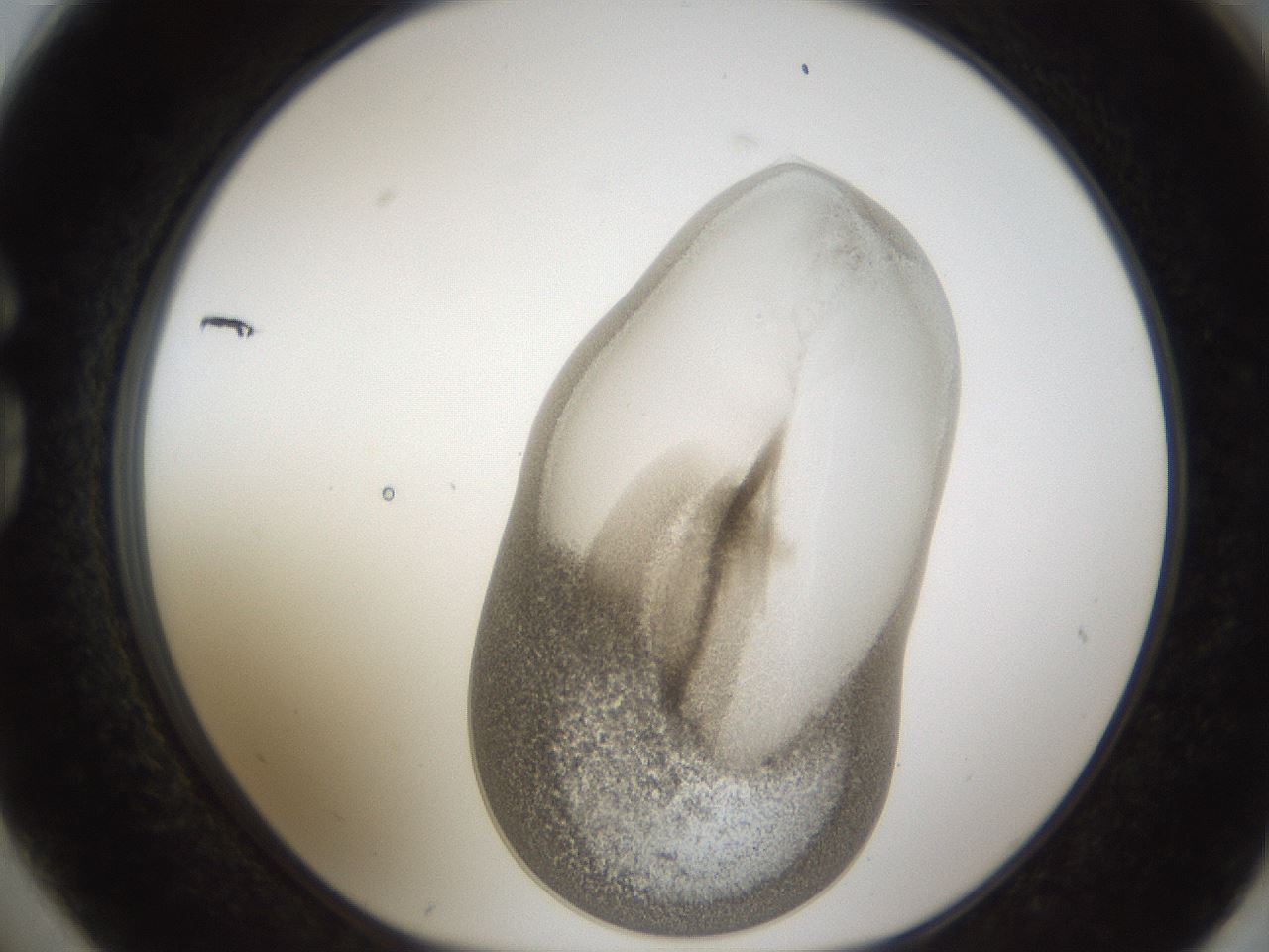 folderID158_plateID1158_batchID3207_wellNum74_profileID1_d1_r62961_ef.jpg