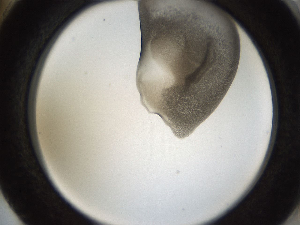 folderID158_plateID1158_batchID3207_wellNum74_profileID1_d2_r62962_ef.jpg