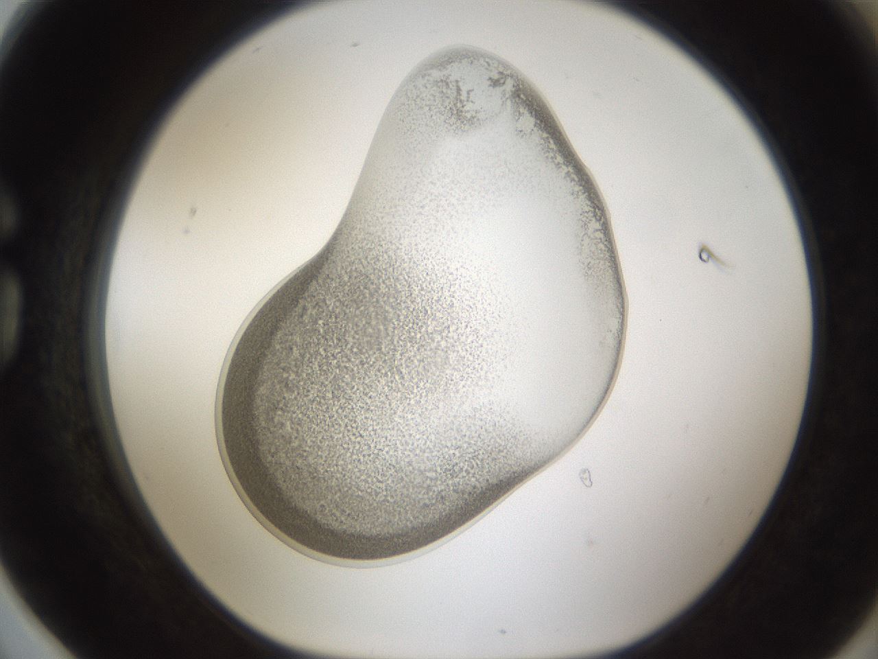 folderID158_plateID1158_batchID3207_wellNum78_profileID1_d1_r62969_ef.jpg