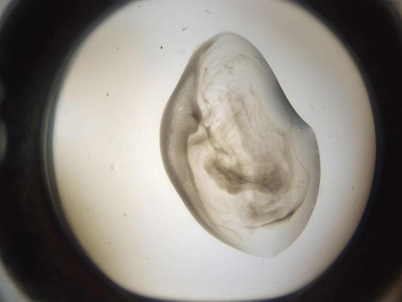 folderID158_plateID1158_batchID3207_wellNum79_profileID1_d1_r62971_ef.jpg