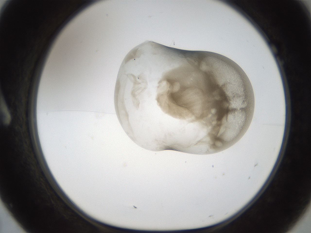 folderID158_plateID1158_batchID3207_wellNum7_profileID1_d1_r62827_ef.jpg