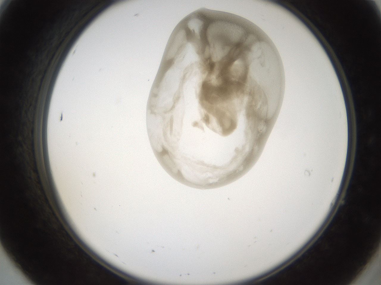folderID158_plateID1158_batchID3207_wellNum7_profileID1_d2_r62828_ef.jpg