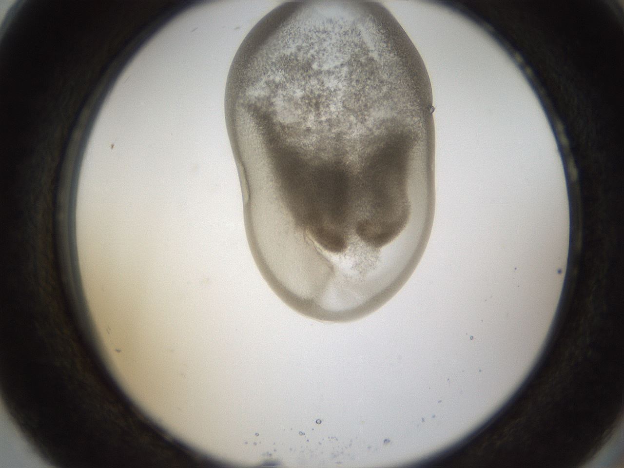 folderID158_plateID1158_batchID3207_wellNum80_profileID1_d2_r62974_ef.jpg