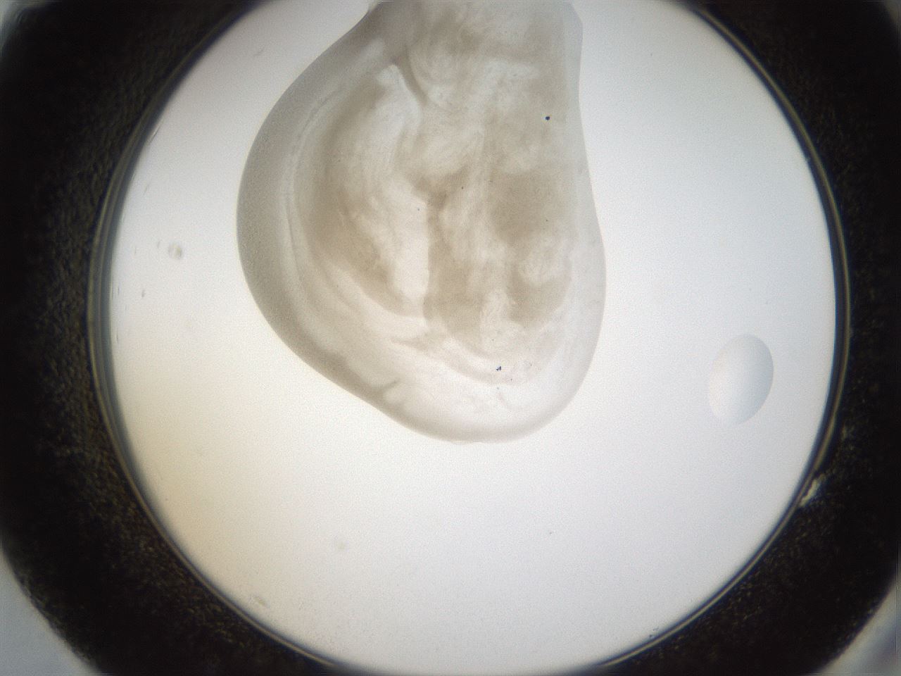 folderID158_plateID1158_batchID3207_wellNum83_profileID1_d2_r62980_ef.jpg