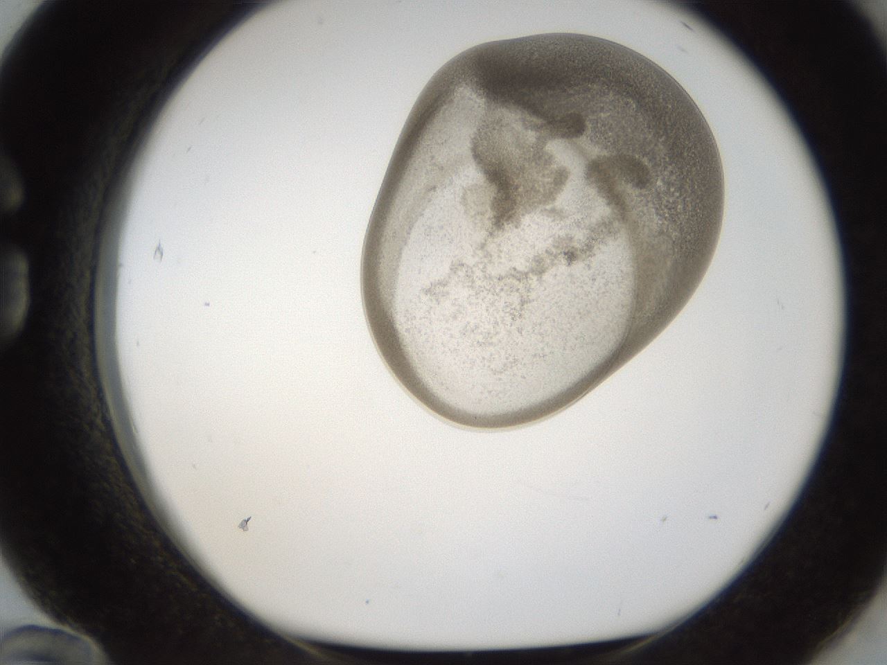 folderID158_plateID1158_batchID3207_wellNum84_profileID1_d1_r62981_ef.jpg