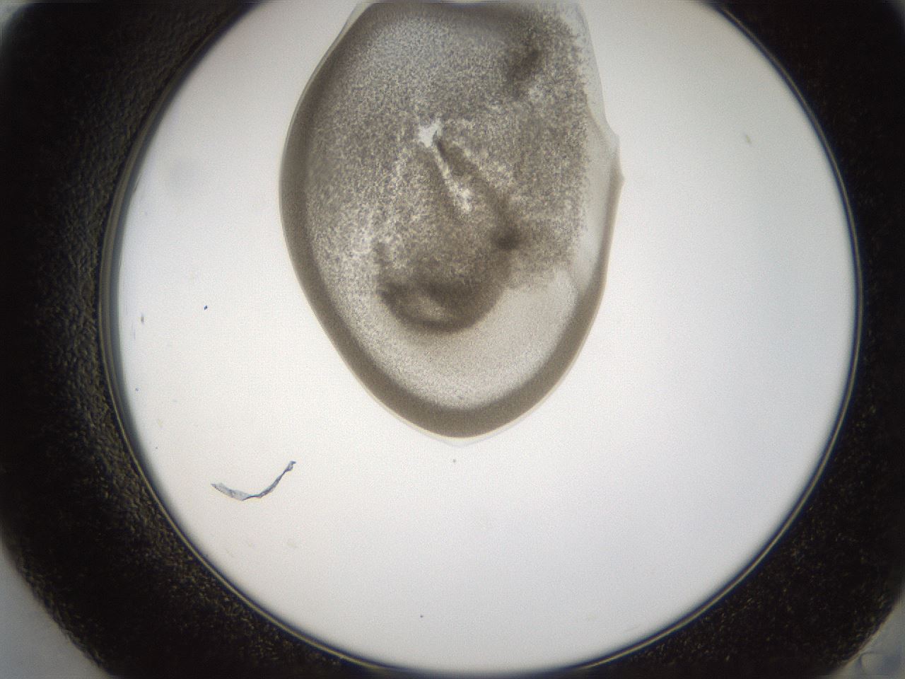 folderID158_plateID1158_batchID3207_wellNum84_profileID1_d2_r62982_ef.jpg