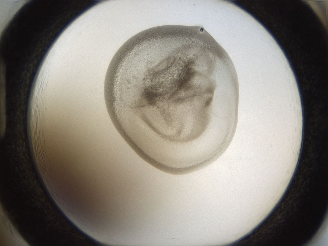 folderID158_plateID1158_batchID3207_wellNum85_profileID1_d1_r62983_ef.jpg