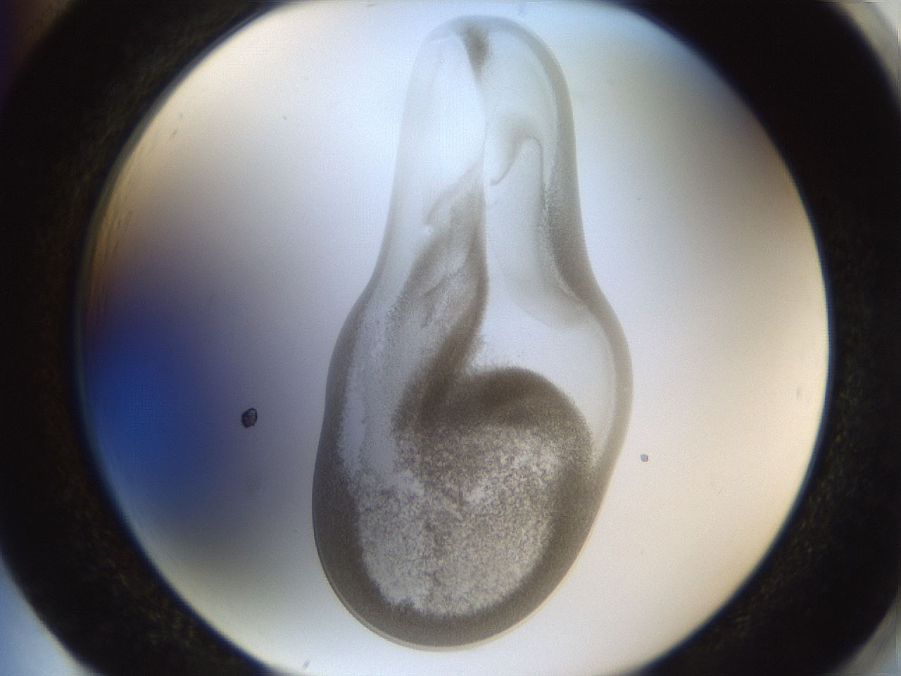 folderID158_plateID1158_batchID3207_wellNum85_profileID1_d2_r62984_ef.jpg