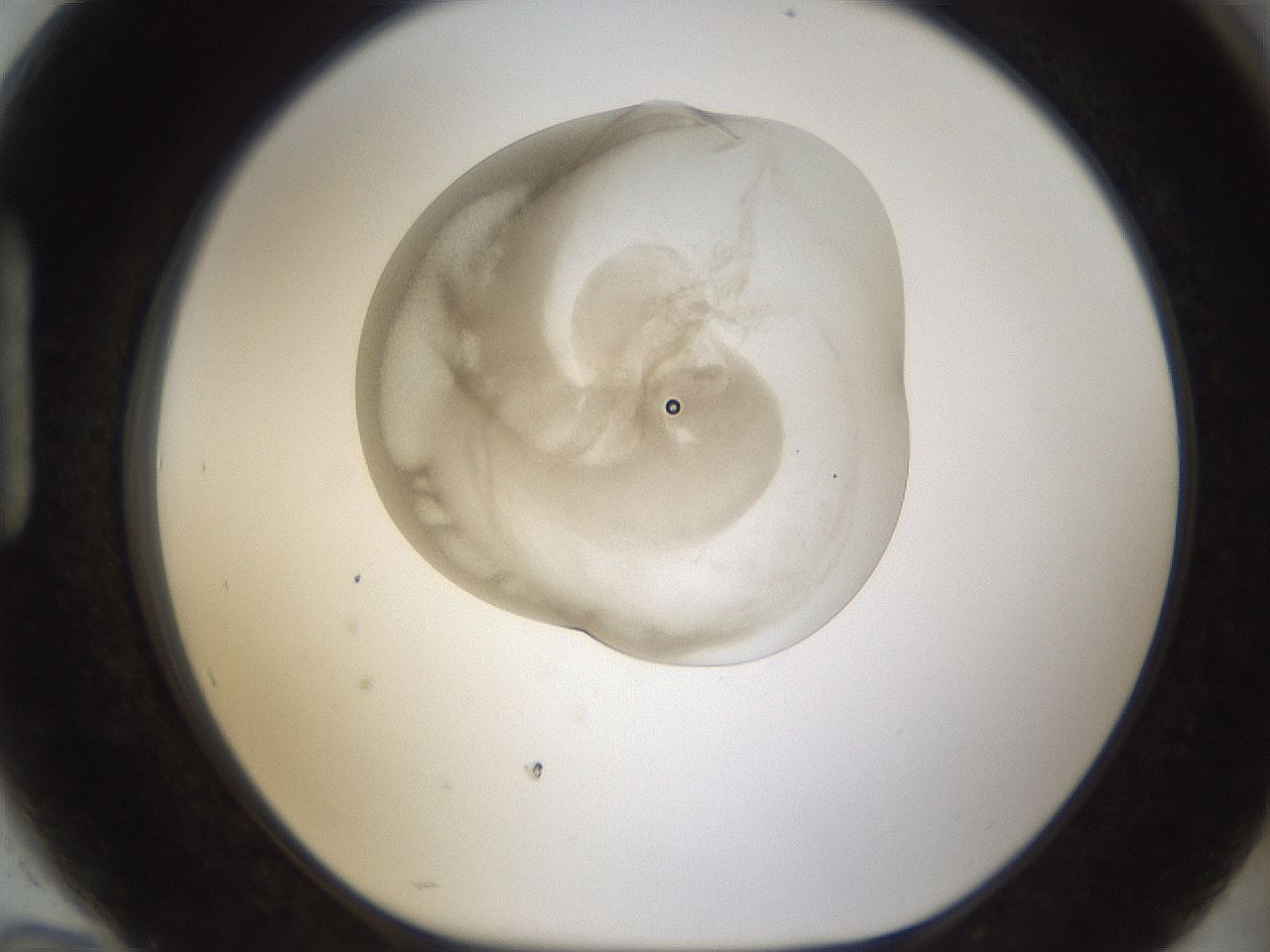 folderID158_plateID1158_batchID3207_wellNum94_profileID1_d1_r63001_ef.jpg