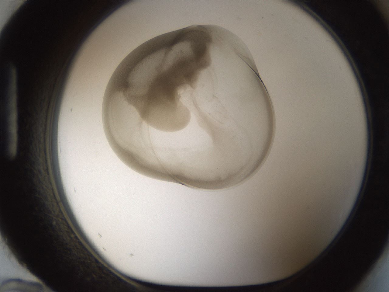 folderID158_plateID1158_batchID3207_wellNum96_profileID1_d1_r63005_ef.jpg