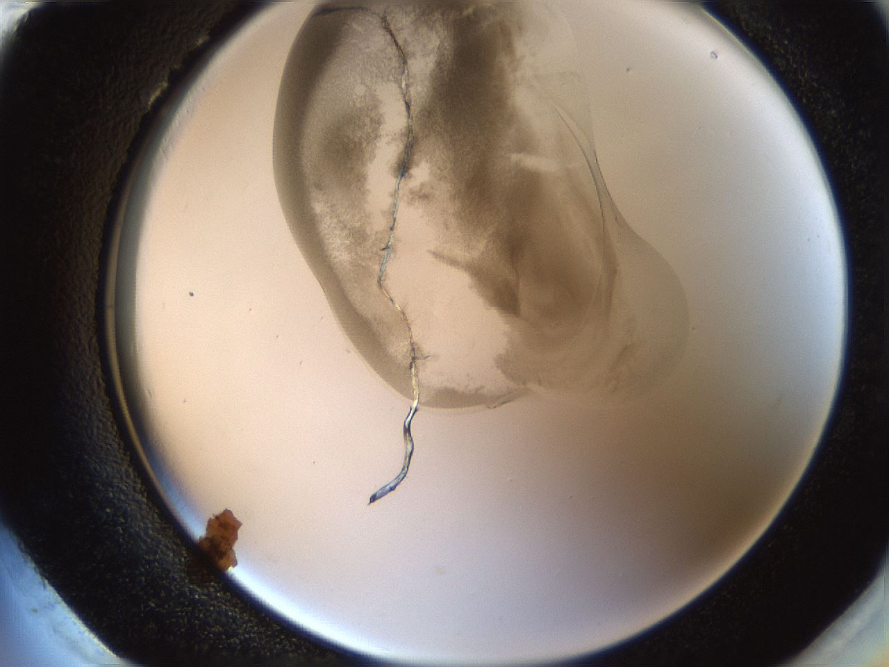 folderID158_plateID1158_batchID3207_wellNum96_profileID1_d2_r63006_ef.jpg