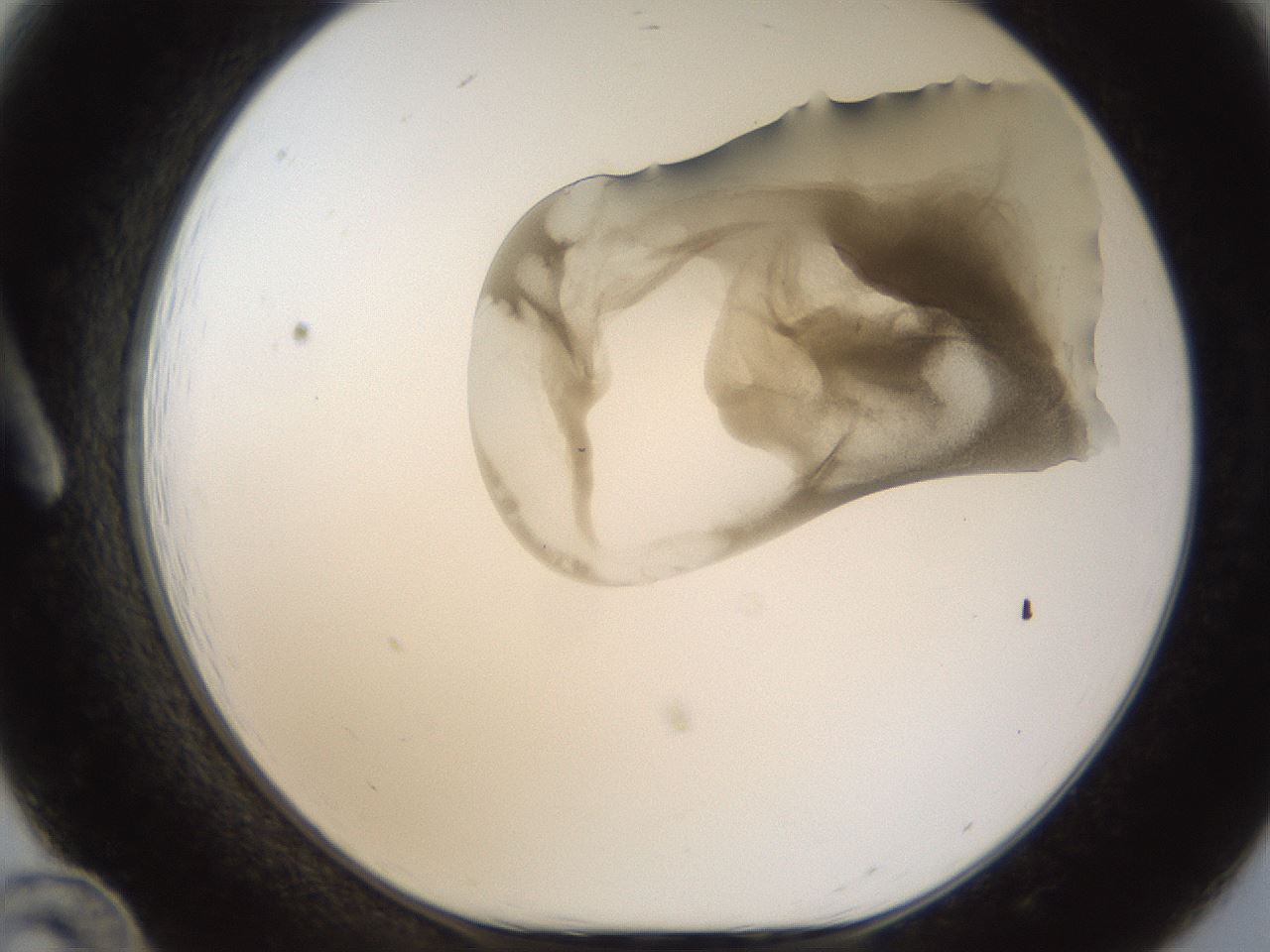 folderID159_plateID1159_batchID3197_wellNum12_profileID1_d1_r61877_ef.jpg