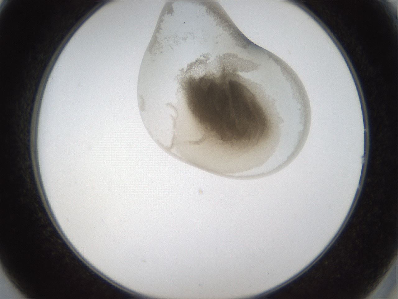folderID159_plateID1159_batchID3197_wellNum14_profileID1_d2_r61882_ef.jpg