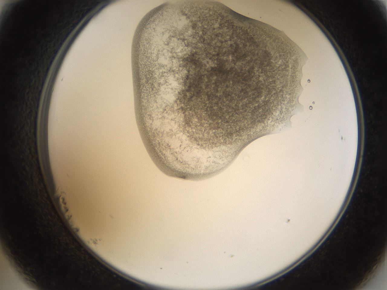 folderID159_plateID1159_batchID3197_wellNum23_profileID1_d2_r61900_ef.jpg