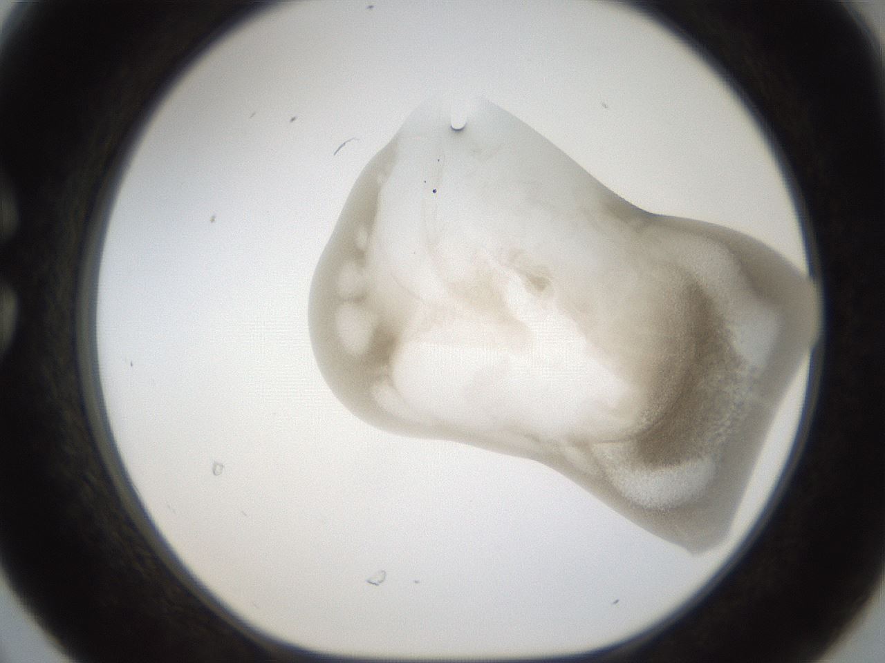 folderID159_plateID1159_batchID3197_wellNum30_profileID1_d1_r61913_ef.jpg