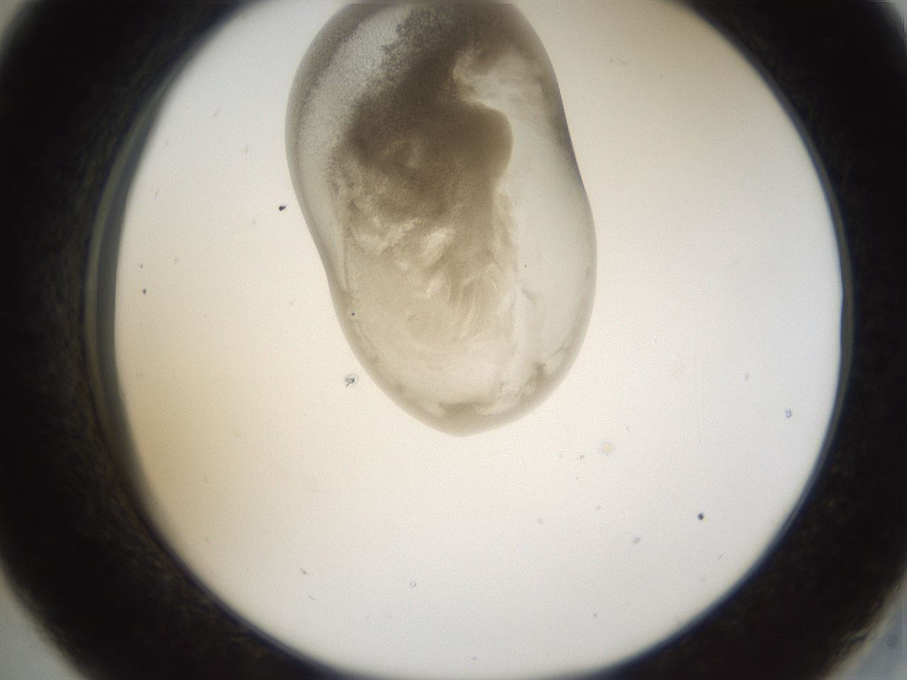 folderID159_plateID1159_batchID3197_wellNum33_profileID1_d2_r61920_ef.jpg