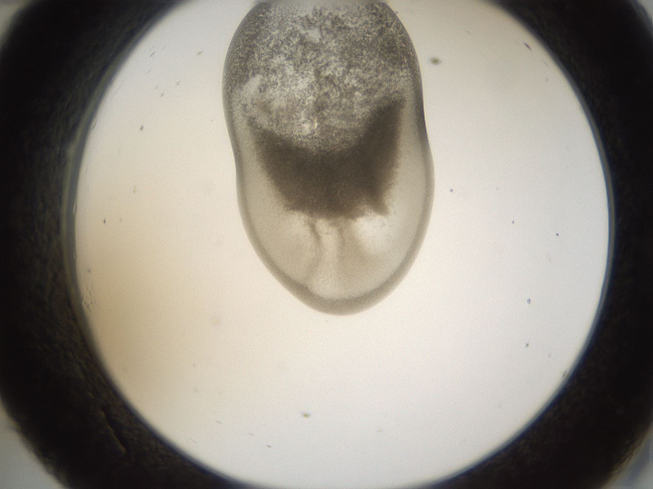 folderID159_plateID1159_batchID3197_wellNum34_profileID1_d2_r61922_ef.jpg