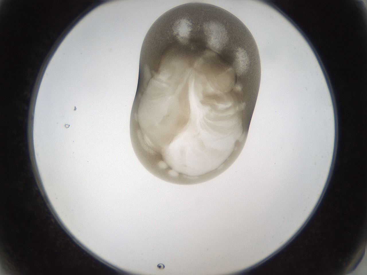 folderID158_plateID1158_batchID3207_wellNum2_profileID1_d2_r62818_ef.jpg