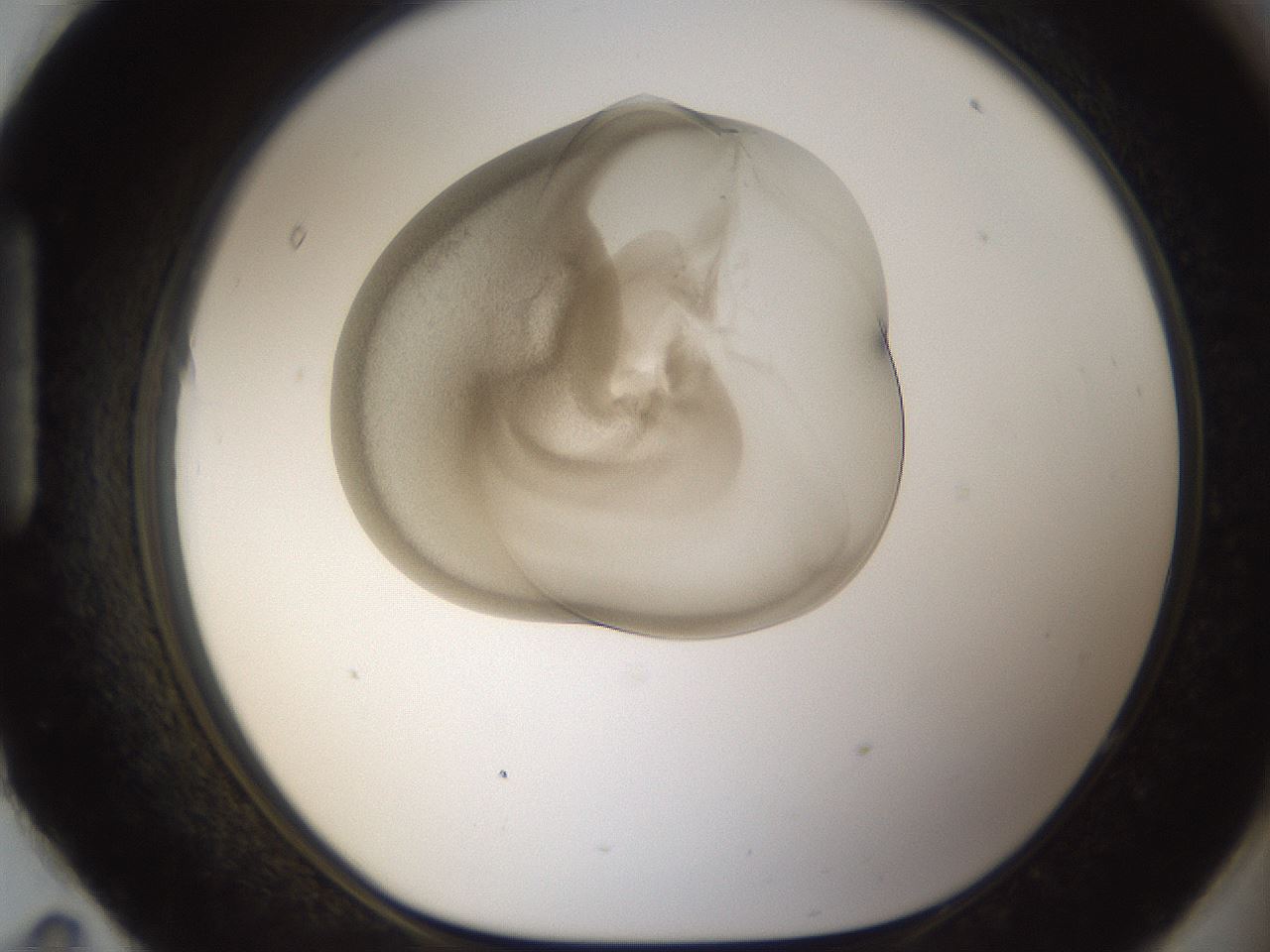 folderID158_plateID1158_batchID3207_wellNum95_profileID1_d1_r63003_ef.jpg