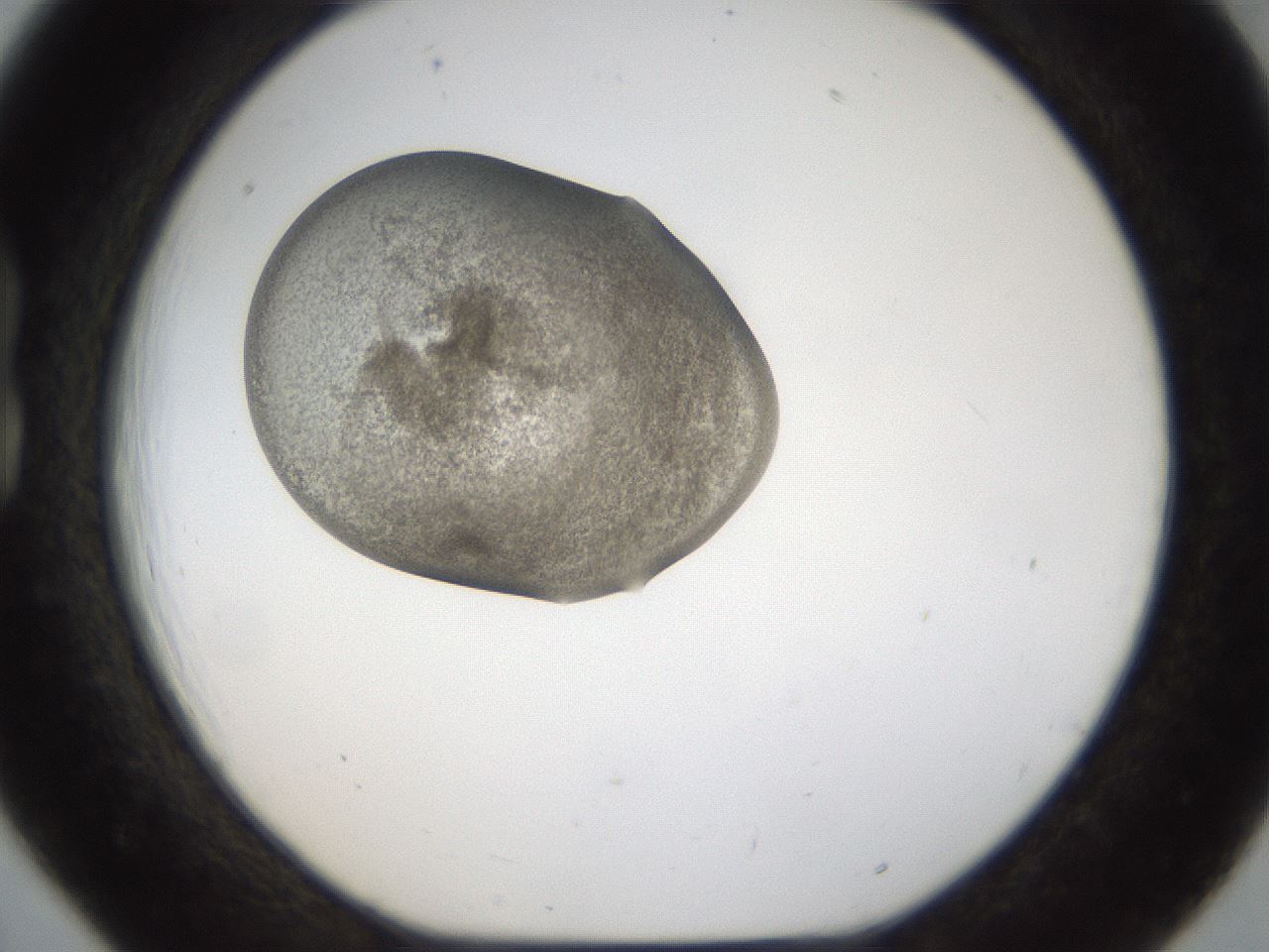 folderID159_plateID1159_batchID3197_wellNum18_profileID1_d1_r61889_ef.jpg