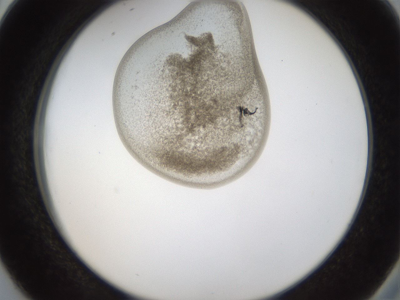 folderID159_plateID1159_batchID3197_wellNum38_profileID1_d2_r61930_ef.jpg