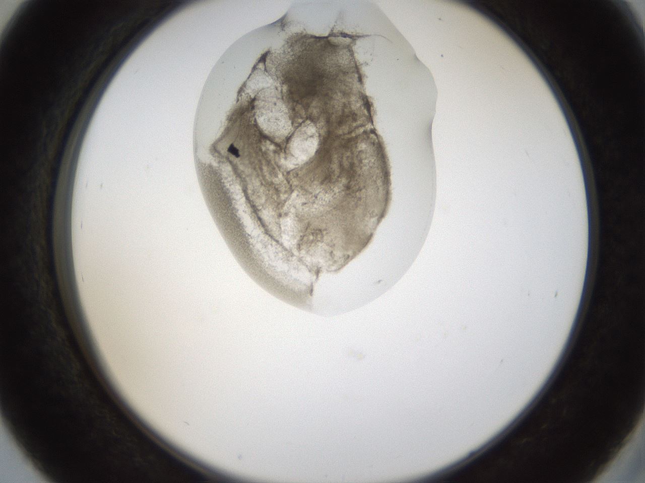 folderID159_plateID1159_batchID3197_wellNum39_profileID1_d2_r61932_ef.jpg