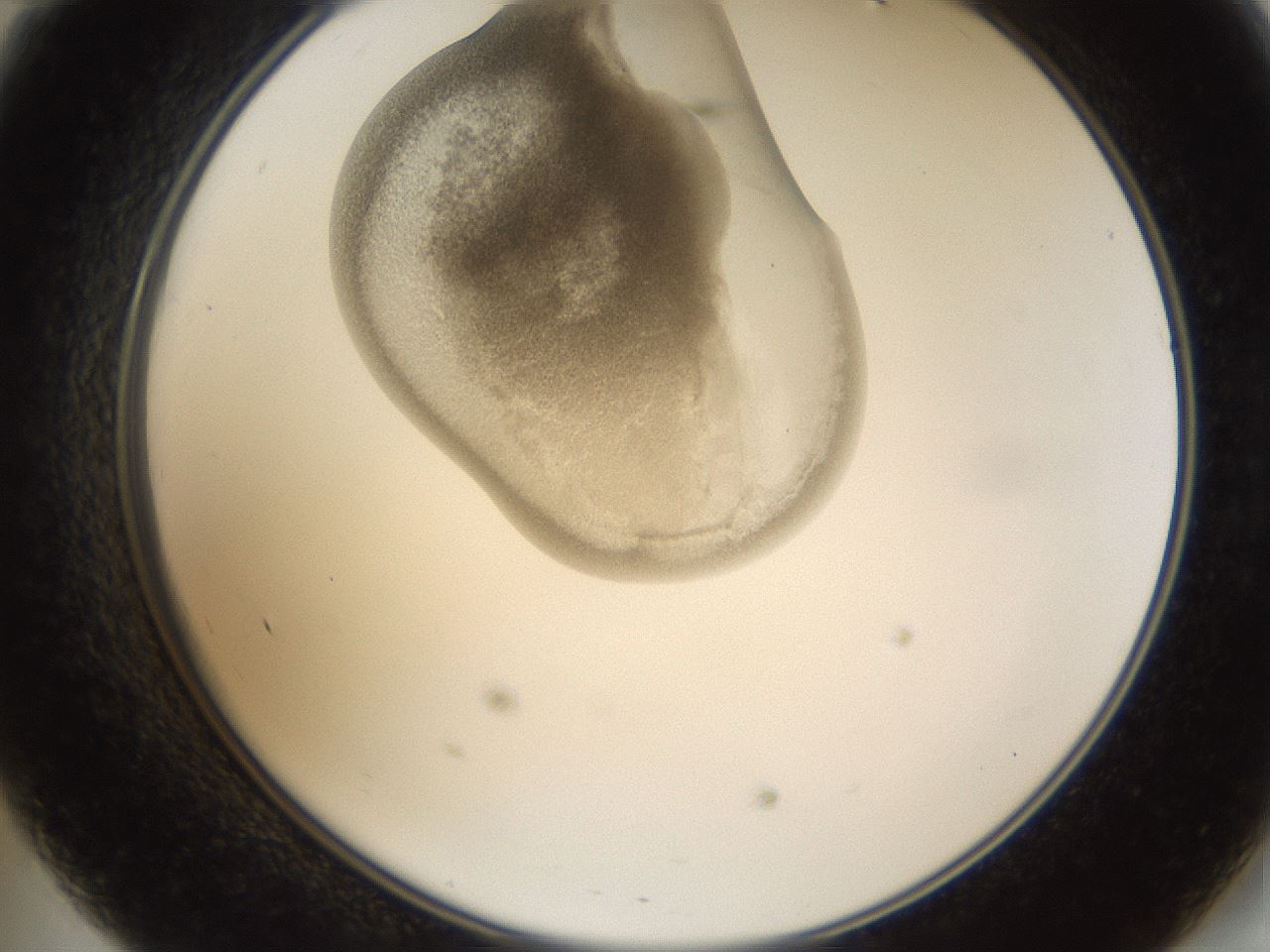folderID159_plateID1159_batchID3197_wellNum47_profileID1_d2_r61948_ef.jpg
