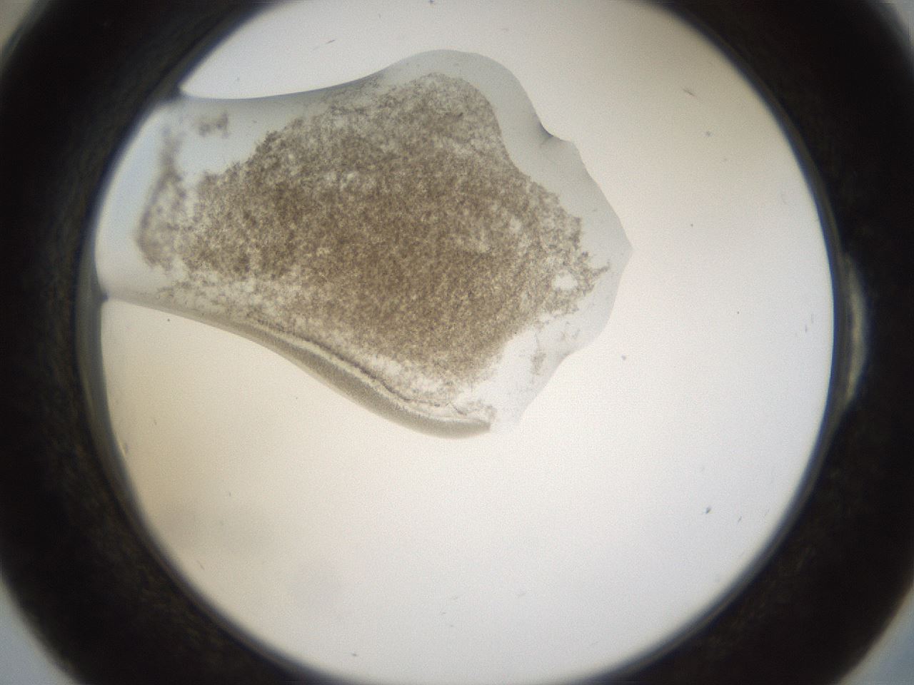 folderID159_plateID1159_batchID3197_wellNum54_profileID1_d2_r61962_ef.jpg