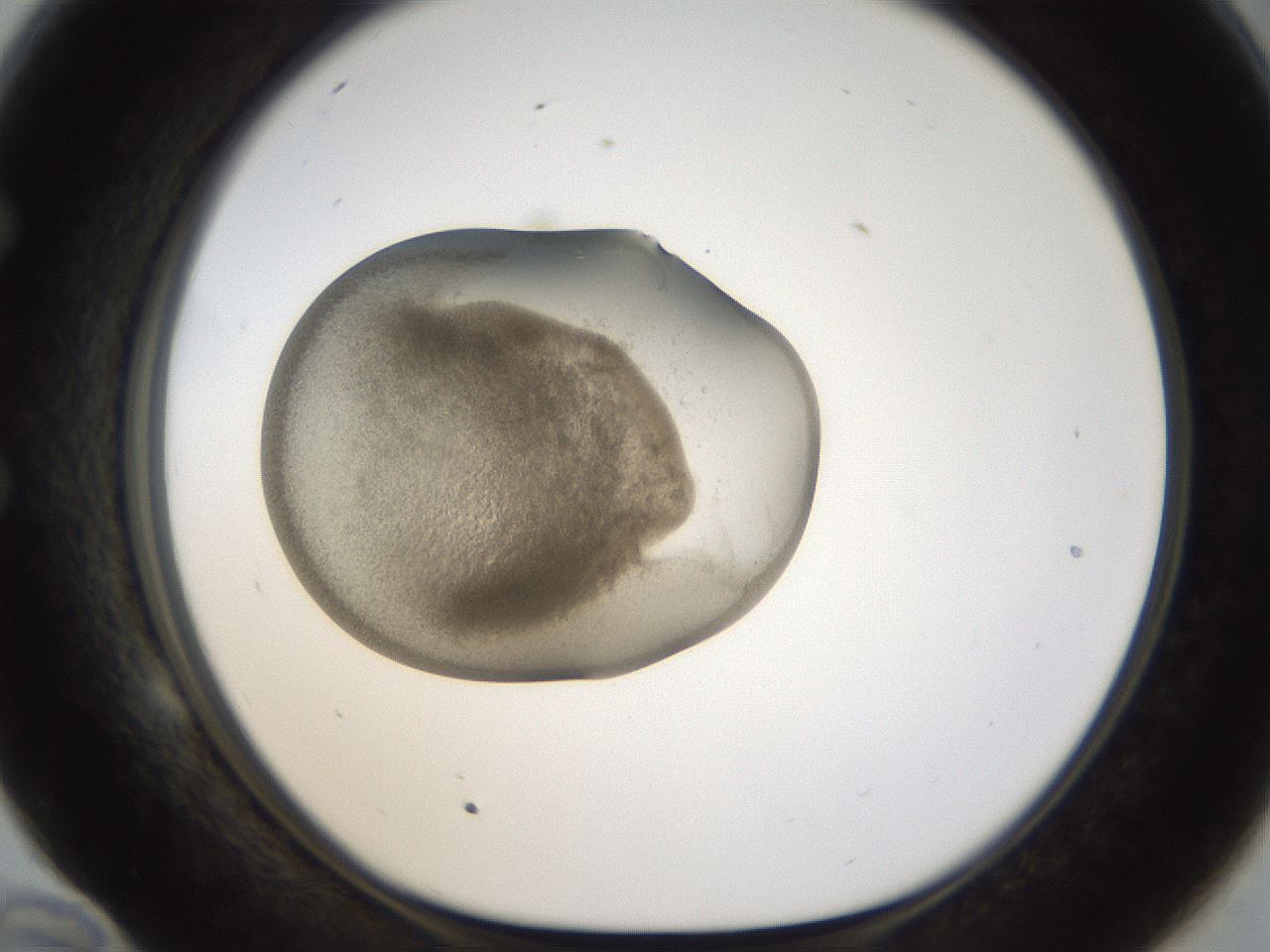 folderID159_plateID1159_batchID3197_wellNum58_profileID1_d1_r61969_ef.jpg