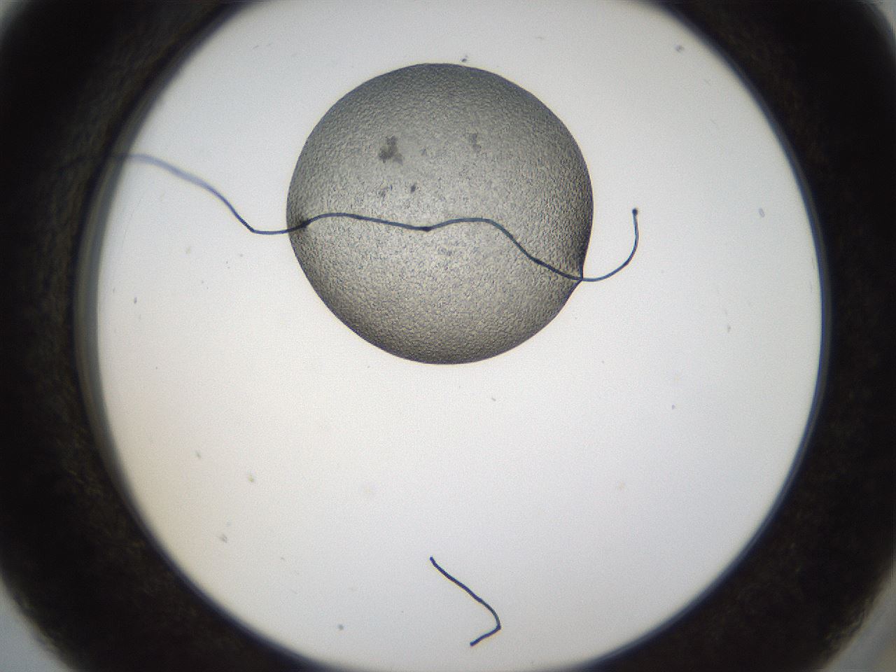 folderID159_plateID1159_batchID3197_wellNum5_profileID1_d2_r61864_ef.jpg