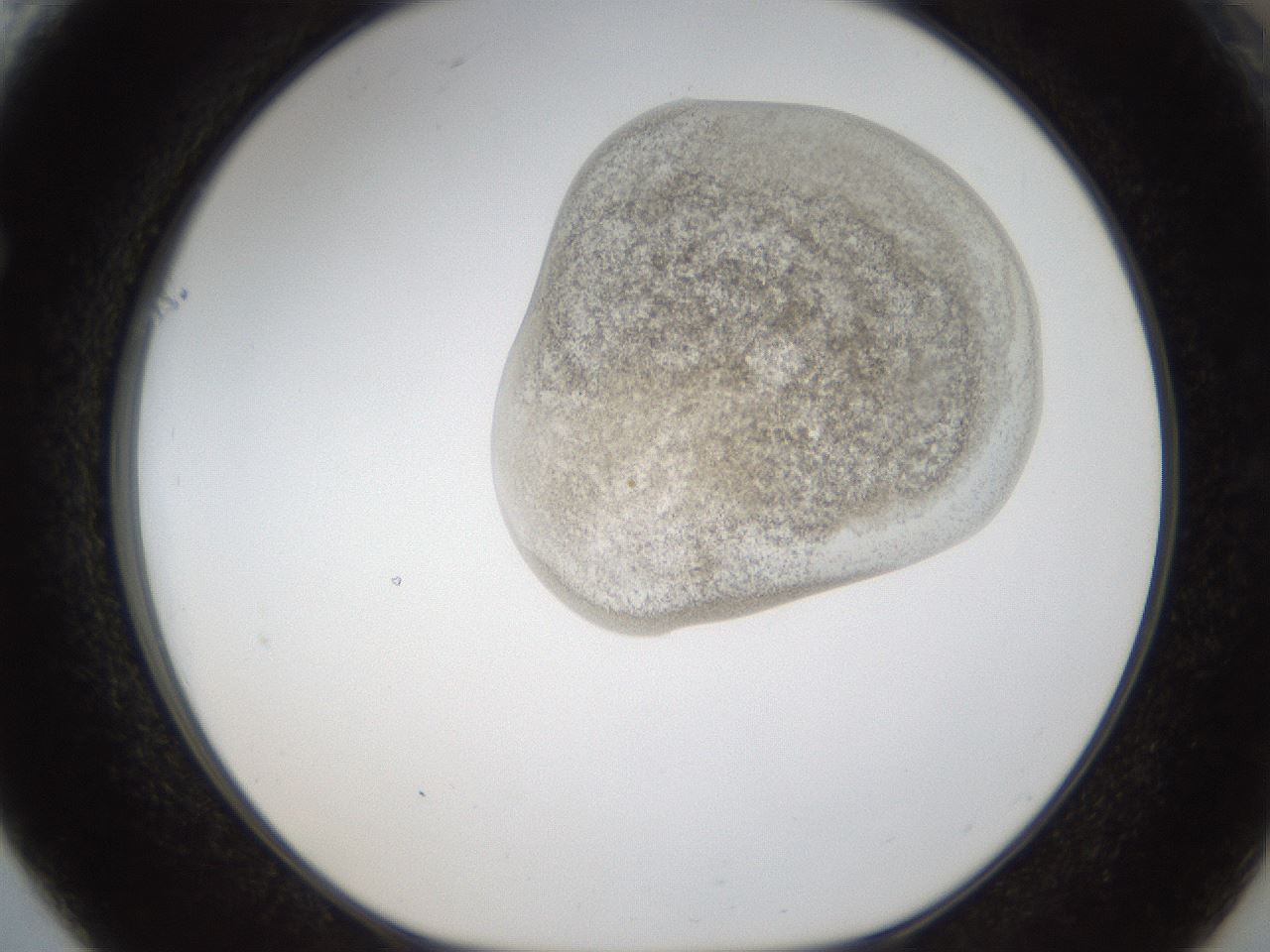 folderID159_plateID1159_batchID3197_wellNum61_profileID1_d1_r61975_ef.jpg