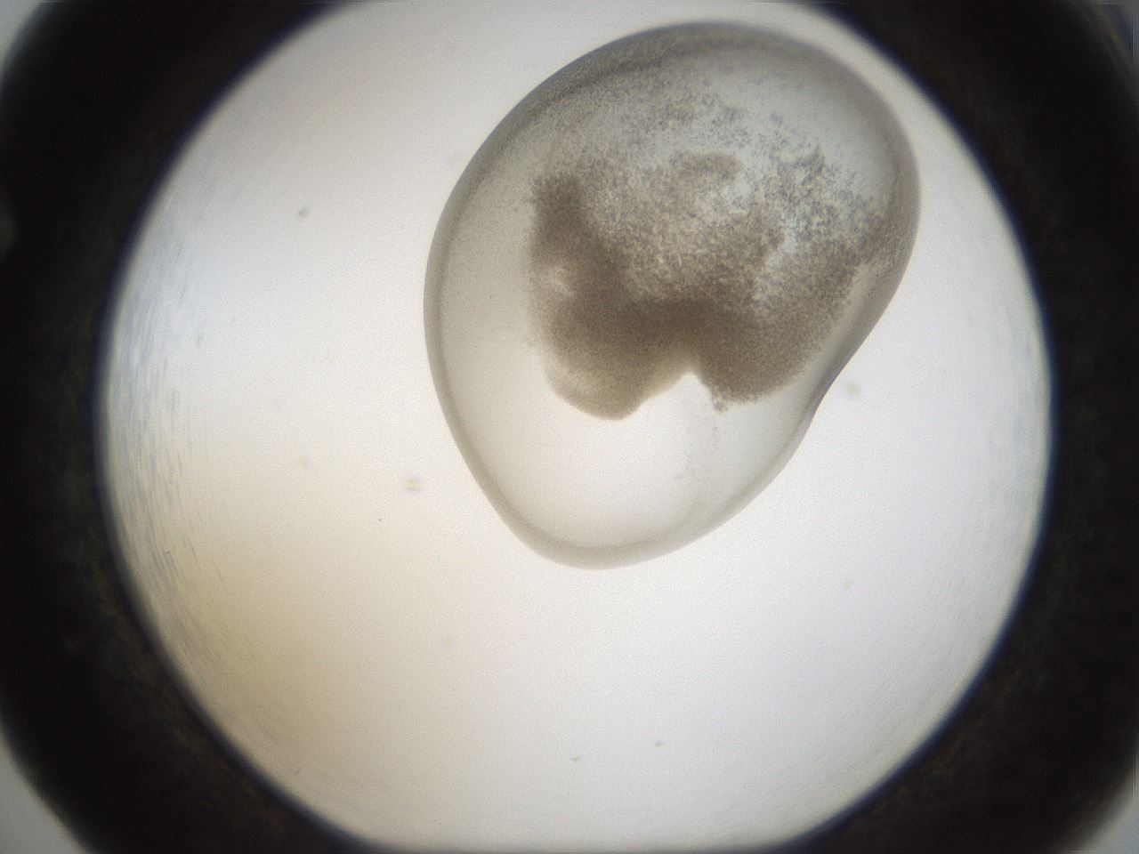 folderID159_plateID1159_batchID3197_wellNum65_profileID1_d1_r61983_ef.jpg