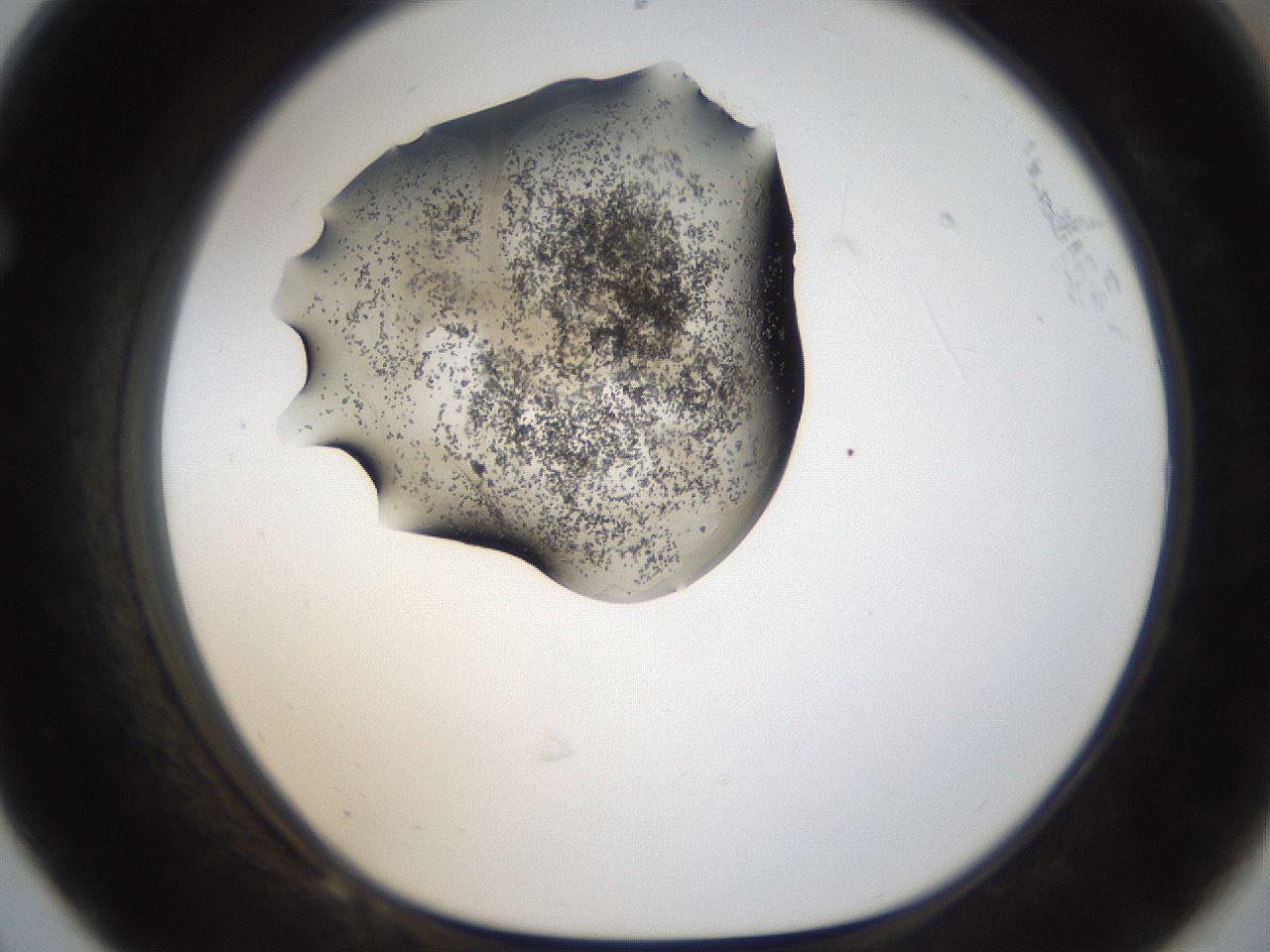 folderID159_plateID1159_batchID3197_wellNum68_profileID1_d1_r61989_ef.jpg