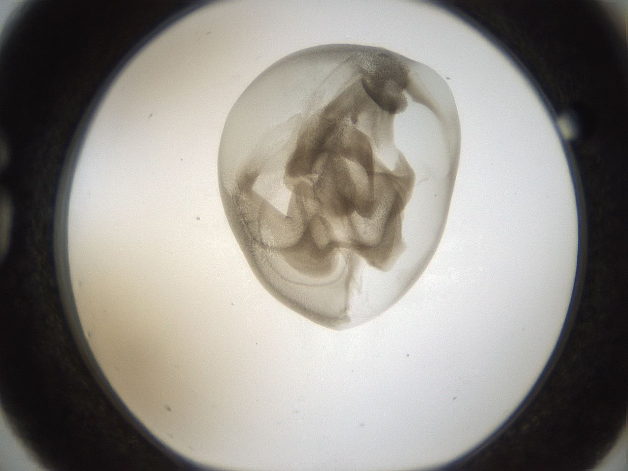 folderID159_plateID1159_batchID3197_wellNum75_profileID1_d1_r62003_ef.jpg
