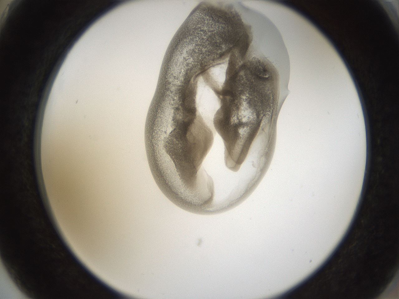 folderID159_plateID1159_batchID3197_wellNum75_profileID1_d2_r62004_ef.jpg